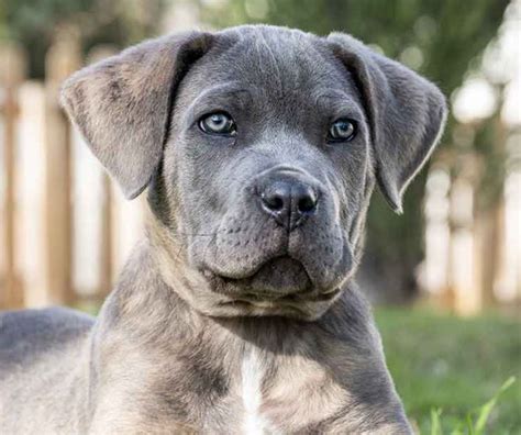 Adopt a rescue dog through PetCurious. . Cane corso puppies for adoption